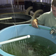 Illustration for article titled Farming Nemo: How Aquaculture Will Feed 9 Billion Hungry People
